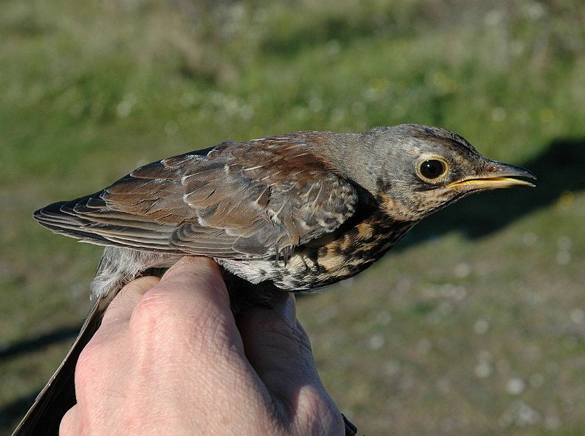 Fieldfare, Sundre 20100605